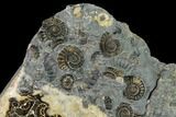 Ammonite (Promicroceras) Cluster - Half Polished, Half Prepped #131999-2